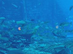 -亚特兰蒂斯•OSSIANO奥西亚诺海底餐厅