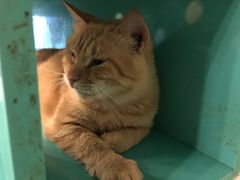 -萌喵咖啡屋(人民东路4号口M16商铺店)