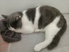 -欣宠猫屋·矮脚拿破仑·蓝金金渐层