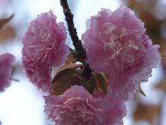 -高东镇樱花园