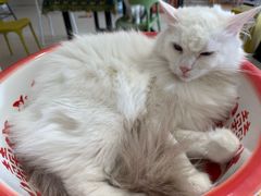 -平行世界·猫咖(首经贸店)