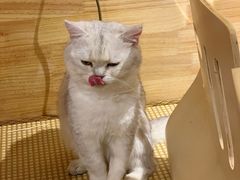 -喵屿·大理花园猫咖