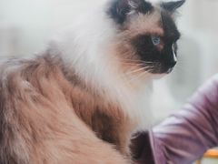 -喵喵咪呀布偶猫咖(春熙路店)