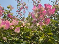 -中国科学院西双版纳热带植物园