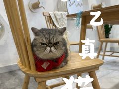 -楼上猫咖(罗湖店)