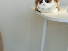 -怪兽屋·羊驼·猫咖·狗咖(俊华广场店)