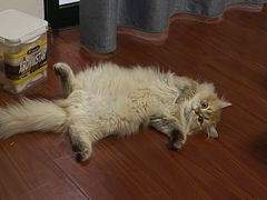 -欣宠猫屋·矮脚拿破仑·蓝金金渐层