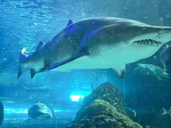 -瑞普利水族馆