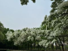 -泰丰公园