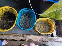 -鸿港海鲜批发市场