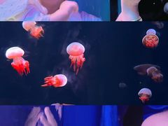 -欢乐海岸海洋奇梦馆