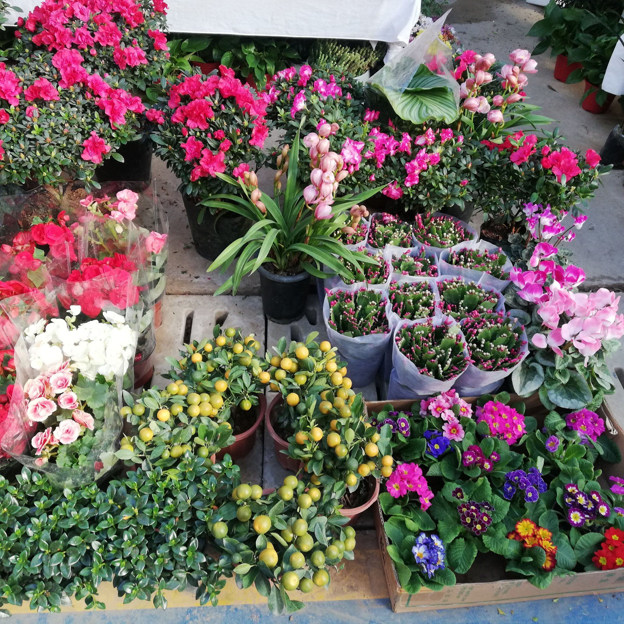 百花🌸争艳的花卉市场