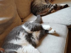 -滚猫咖啡·猫咖·猫友好撸猫(未来城店)