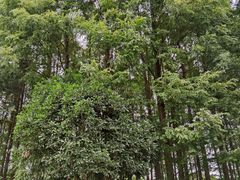 -金陵矩阵(聚宝山公园店)