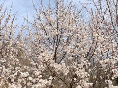 -北京西山国家森林公园