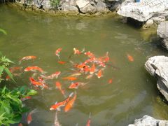 -南宫五洲植物乐园