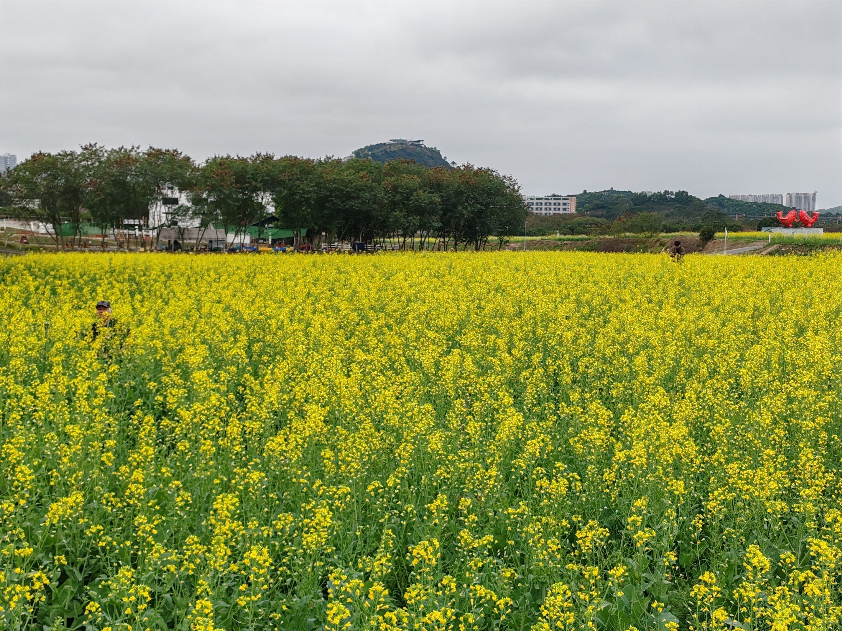 油菜花的斑斓世界