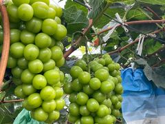 -马陆小张葡萄园农家乐