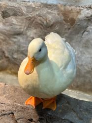 点击看大图 -Zoolung Zoolung动物主题公园(海信广场店)