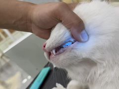 -爱洗澡的猫(天河路店)