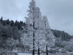 -武陵山森林公园