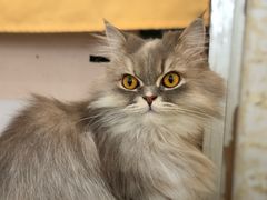 -平行世界·猫咖(首经贸店)