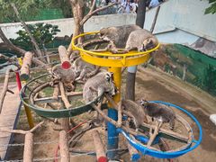 -西霞口神雕山野生动物世界