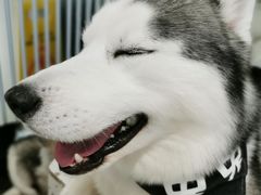 -Husky Go!哈士奇体验馆·宠物咖啡厅狗咖