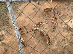 -西霞口神雕山野生动物世界