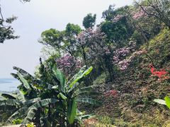 -梧桐山风景名胜区