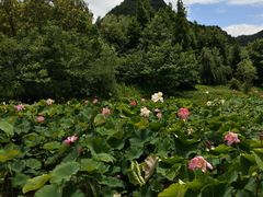 -贵阳市花溪国家城市湿地公园