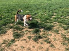 -趣玩宠物乐园寄养训犬训狗游泳池