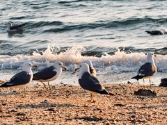 -石槽海滨浴场