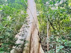 -中国科学院西双版纳热带植物园