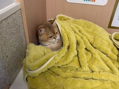 -谐和贝康宠物医院24小时·宠保定点(急重症转诊中心)