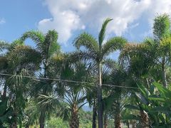-广州都喜泰丽温泉度假酒店