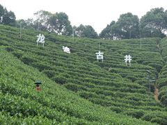 -龙坞茶村