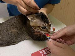 -瑞鹏宠物医院·骨科·猫科·内科(第一中心)
