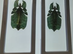 -上海昆虫博物馆