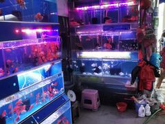 -清平路水族市场