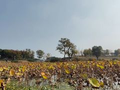 -滆湖低碳生态公园