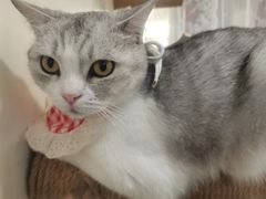 -共舞时光猫咖·狗咖(新街口店)