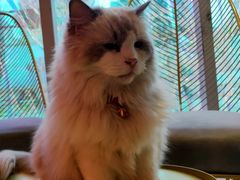 -藏猫猫咖啡主题馆(中央大道店)