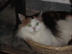 -Anne猫窝咖啡屋