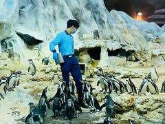 -帝企鹅自助餐厅•儿童岛•真企鹅(长隆企鹅酒店)