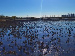 -天津东丽湖风景区