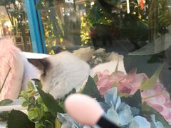 -BABIT巴比特宠物(MOMOPARK店)