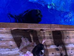 -海合安青岛极地海洋公园