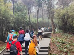 -铁山坪森林公园