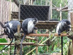 -奥兰多迪士尼动物王国乐园